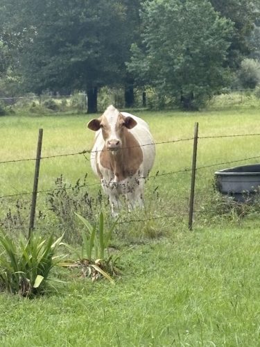 Counselor-Conroe-TX-7