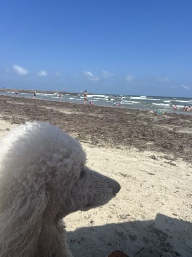 Counselor-Houston-TX-14