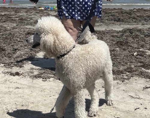 Counselor-Houston-TX-19