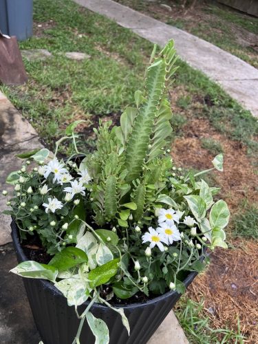 Counselor-Houston-TX-Gallery-AMHP-11