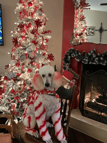 Counselor-Houston-TX-Gallery-AMHP-14