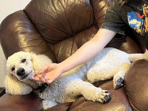 Nassau-Bay-TX-Couselor-2